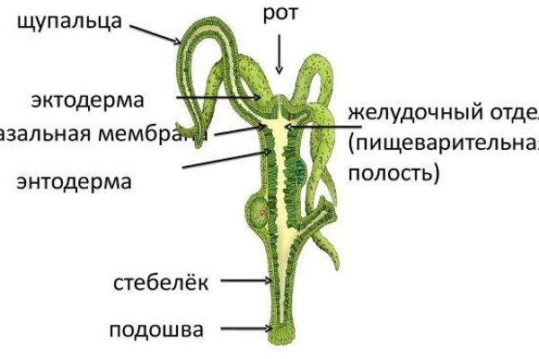 Как найти сайт блэкспрут